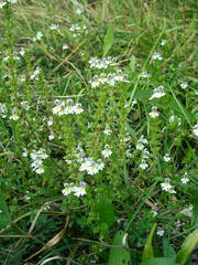 Euphrasia hirtella