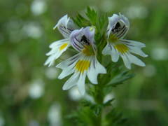 Euphrasia hirtella