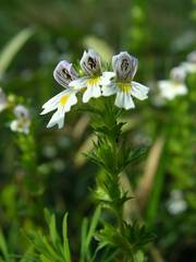 Euphrasia hirtella