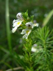 Euphrasia hirtella