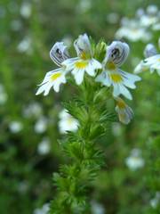 Euphrasia hirtella