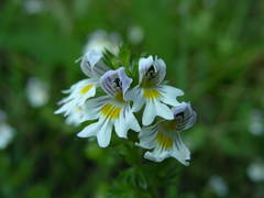 Euphrasia hirtella
