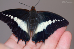 Charaxes brutus natalensis