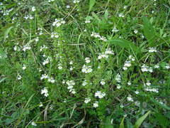 Euphrasia hirtella