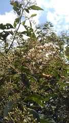 Gymnanthemum amygdalinum