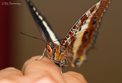 Charaxes brutus natalensis