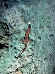 Cnemaspis mysoriensis