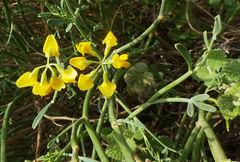 Coronilla juncea