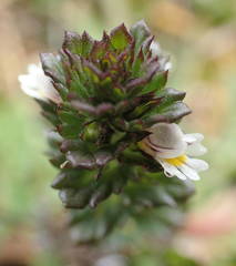 Euphrasia tetraquetra
