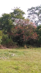 Erythrina abyssinica