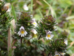 Euphrasia tetraquetra