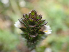 Euphrasia tetraquetra