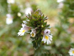 Euphrasia tetraquetra