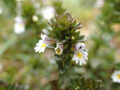 Euphrasia tetraquetra
