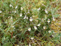 Euphrasia tetraquetra