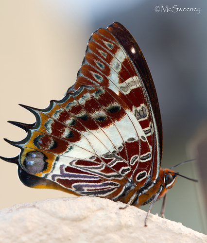 White-barred Emperor