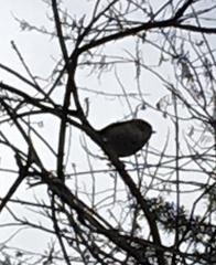 Acanthiza pusilla
