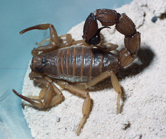 Parabuthus granulatus