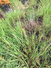 Deschampsia danthonioides