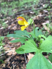 Viola lobata