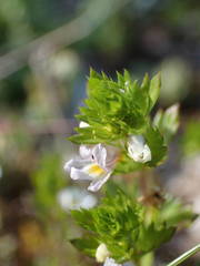 Euphrasia pectinata