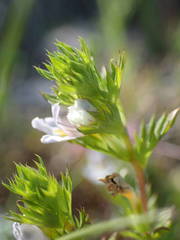 Euphrasia pectinata
