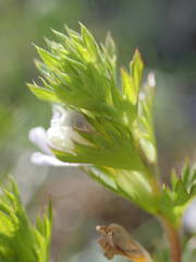 Euphrasia pectinata