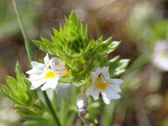 Euphrasia pectinata
