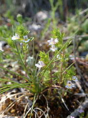 Euphrasia pectinata