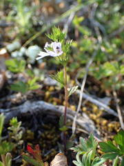 Euphrasia pectinata