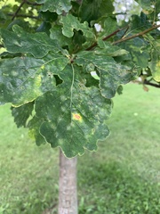 Quercus robur