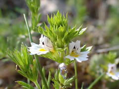 Euphrasia pectinata
