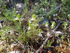 Euphrasia pectinata