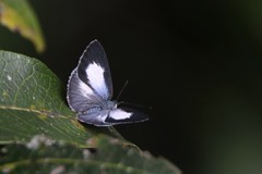 Eirmocides margarita