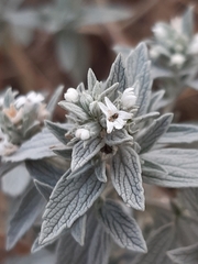 Marrubium peregrinum