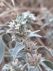 Marrubium peregrinum