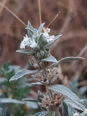 Marrubium peregrinum