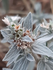 Marrubium peregrinum