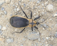 Ectrichodia crux