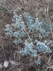 Marrubium peregrinum