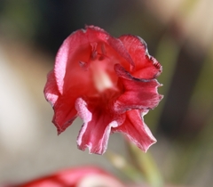 Gladiolus guthriei
