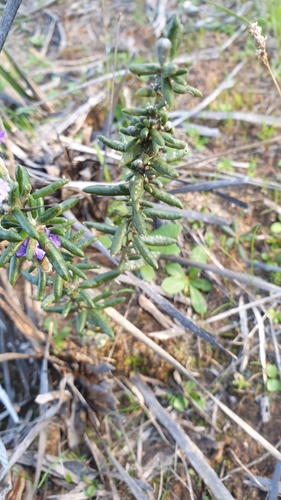 Image of Dampiera rosmarinifolia by (c) Rosalie Lawrence, some rights reserved (CC BY)
