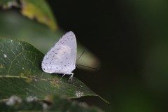 Eirmocides margarita