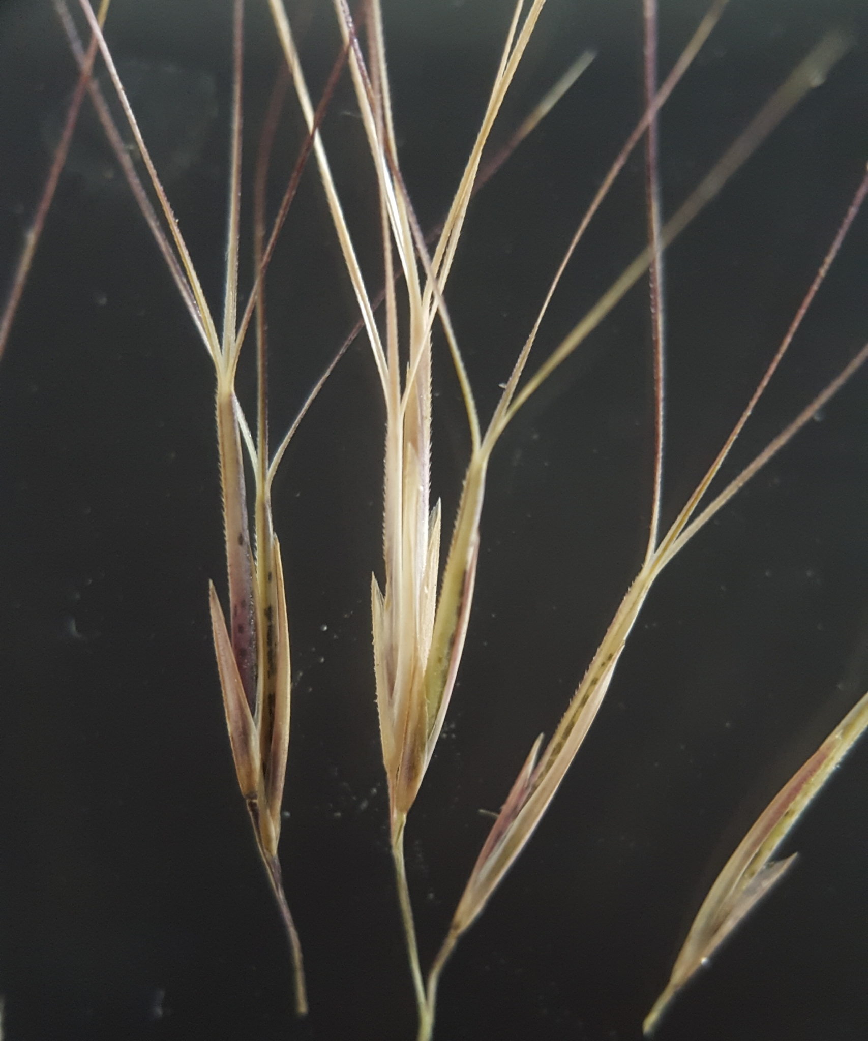 (c) François Rousseu, certains droits réservés (CC BY-NC) https://www.inaturalist.org/observations/91379458