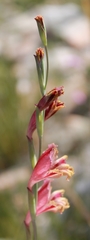 Gladiolus guthriei