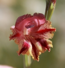 Gladiolus guthriei