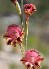 Gladiolus guthriei