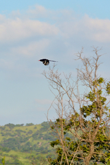 Phoeniculus purpureus