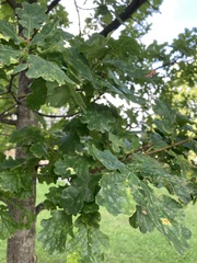 Quercus robur