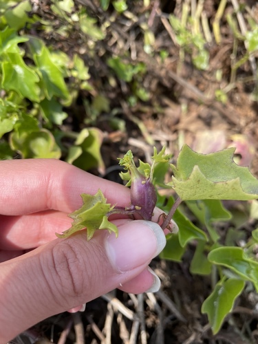 Cape Ivy Gall Fly